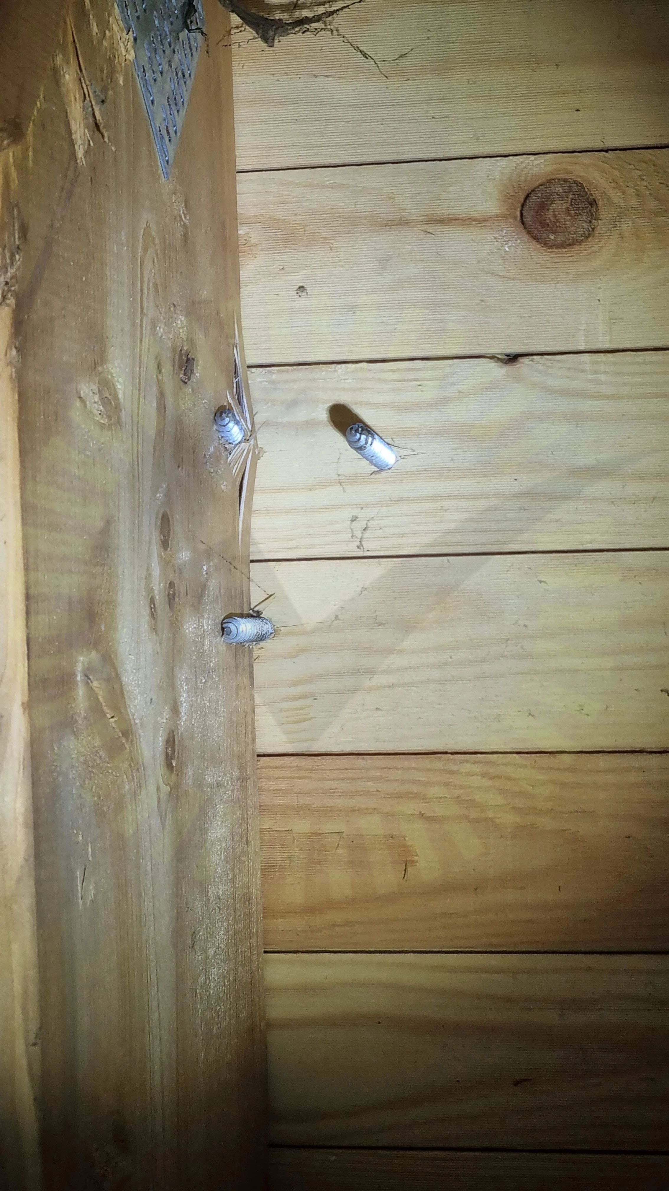 Infästningar i takstol
